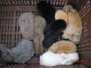 pui berbec german,2,2 luni