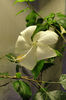 hibiscus Albus