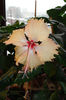 hibiscus Sprinkle Rain