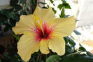 hibiscus Fidjian Yellow