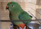 king parrot 2