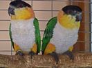 caique