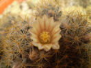 Mammillaria prolifera v. texana