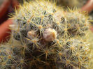 Mammillaria prolifera v. texana