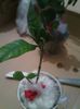 gardenia cu bobocel