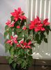 Poinsettia