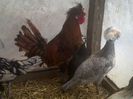 padonul auriu si motata olandeza cenusie matca expo bv