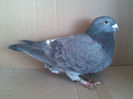 Copy (2) of IMG1441