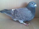 Copy (2) of IMG1443