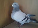 Copy (2) of IMG1449