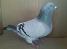 Copy (3) of IMG1464