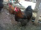 brahma