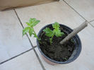 Viburnum opulus roseum(calin)