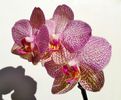 Phalaenopsis Baldan'' s Kaleidoscope