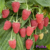 zmeur Polka-cumparata