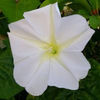 80 MANDEVILLA LAXA