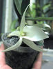 Angraecum didieri