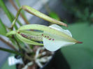 Brassavola nodosa_2