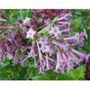 cestrum purple