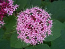 clerodendron bungei-cumparat