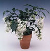 clerodendron 2