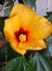 24 martie 2013-flori 011