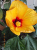 24 martie 2013-flori 013