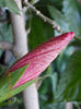 24 martie 2013-flori 016