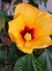 24 martie 2013-flori 031