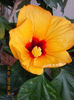 24 martie 2013-flori 030