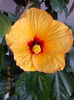 24 martie 2013-flori 040