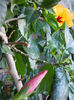 24 martie 2013-flori 042