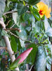 24 martie 2013-flori 043