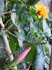 24 martie 2013-flori 044