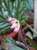 24 martie 2013-flori 049
