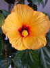 24 martie 2013-flori 038