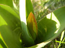 Tulipa Stresa (2013, March 23)