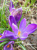 Crocus Negro Boy (2013, March 23)