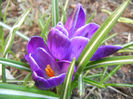 Crocus Negro Boy (2013, March 23)