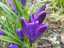 Crocus Negro Boy (2013, March 24)