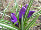 Crocus Negro Boy (2013, March 24)