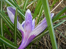 Crocus Pickwick (2013, March 23)