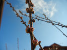 Prunus triloba (2013, March 23)