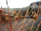 Prunus triloba (2013, March 23)