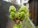 White Lilac Tree (2013, March 24)