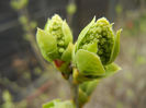 White Lilac Tree (2013, March 24)