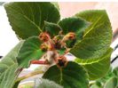 Kohleria Lena   - foliaj