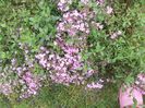 DSCN3845