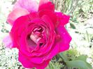 DSCN4040 - Copia