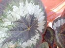 DSCN4178